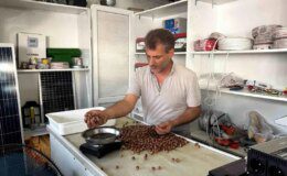 Alaplı’da Fındık Rekoltesinde Düşüş ve Tüccarların Fiyat Artışı