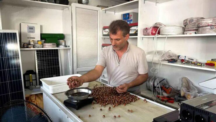 Alaplı’da Fındık Rekoltesinde Düşüş ve Tüccarların Fiyat Artışı