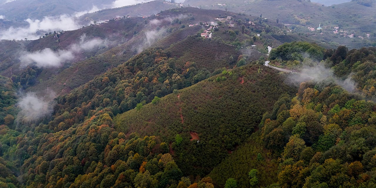 Çam Dağı'nda Sis ve Sonbahar Renkleri: Doğa ile Kültür Yolunun Görsel Şöleni