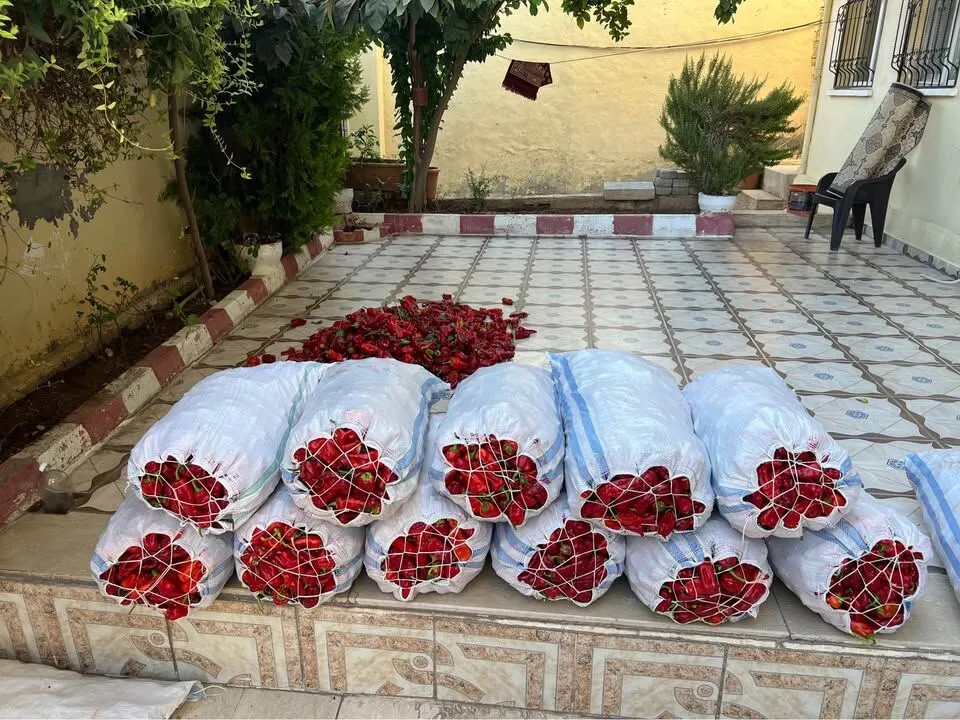 Isot Bahçelerin Gözdesi: Eylülde Şanlıurfa'da Kuruyan Küçük Aydınlıklar